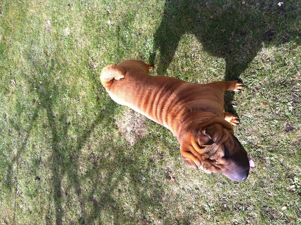 Shar pei Cherry Kiss billede 4