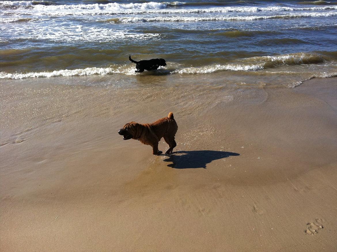 Shar pei Cherry Kiss billede 5