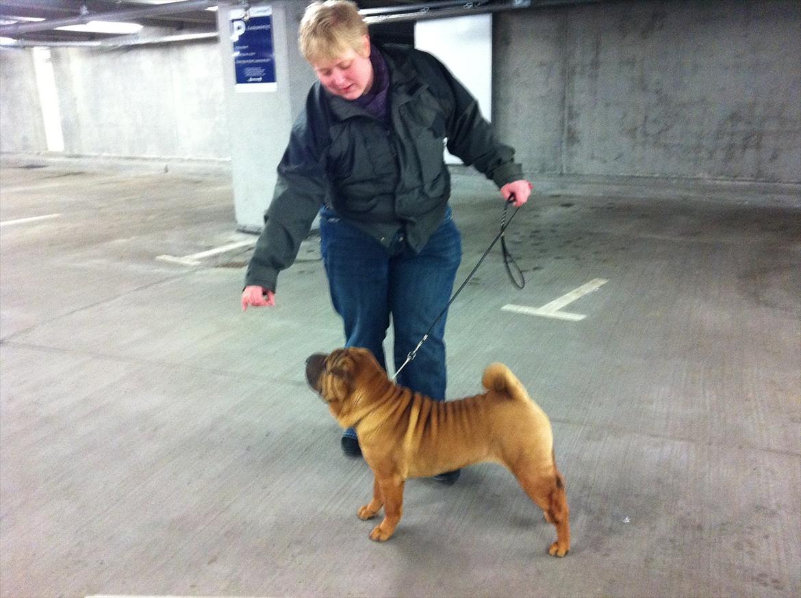 Shar pei Cherry Kiss billede 6