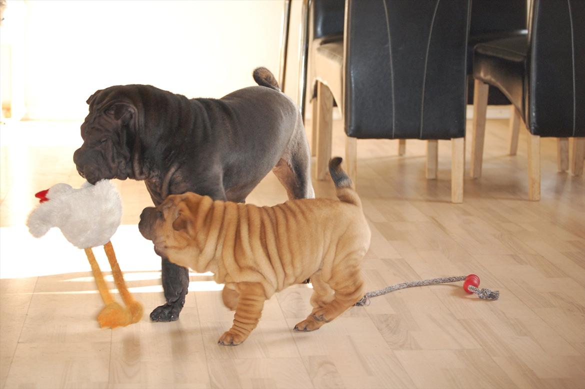 Shar pei Cherry Kiss billede 7