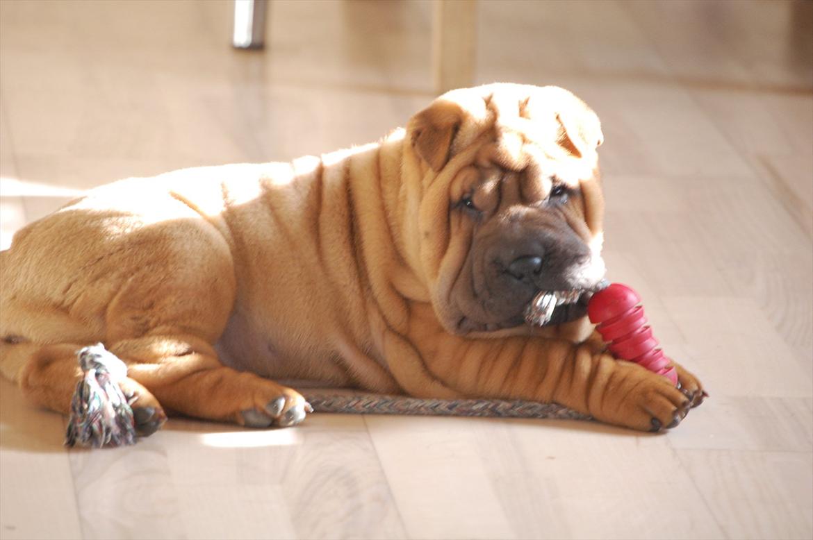 Shar pei Cherry Kiss billede 8