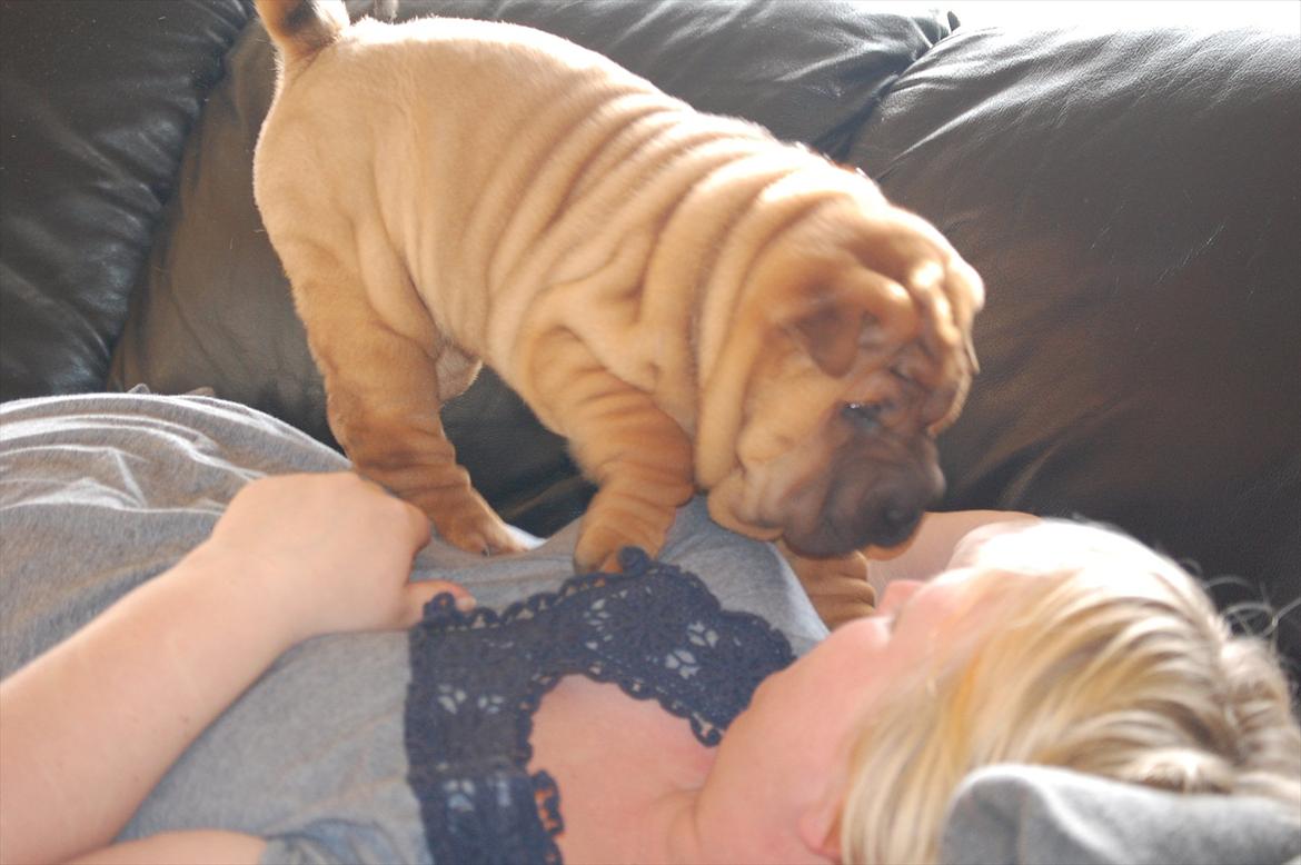 Shar pei Cherry Kiss billede 9