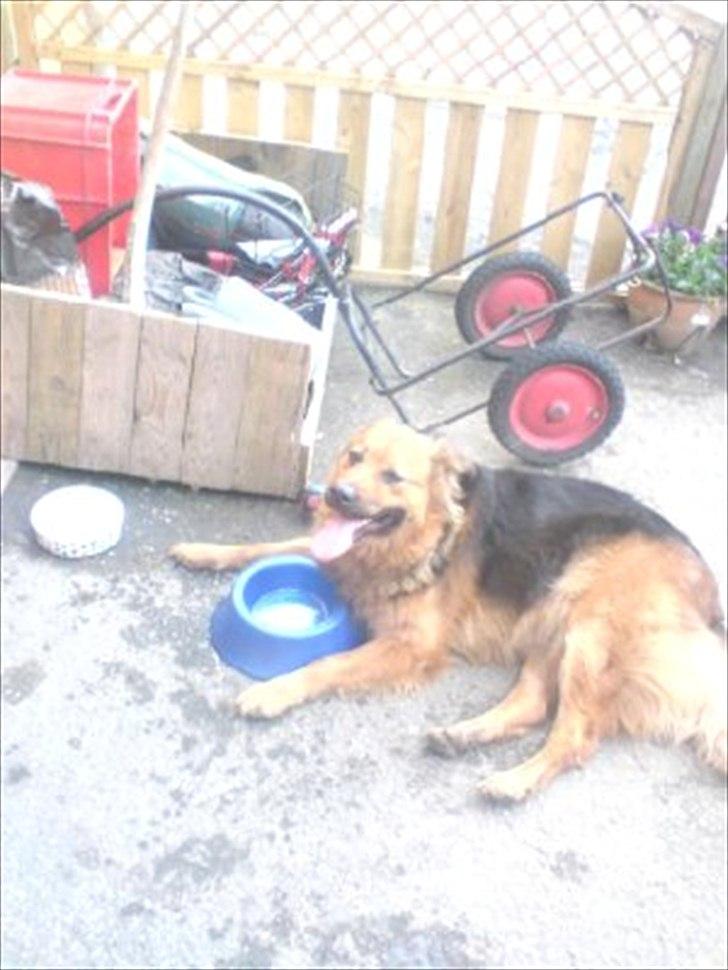 Blanding af racer Almine  billede 1