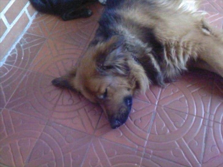 Blanding af racer Almine  billede 2