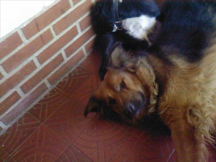 Blanding af racer Almine  billede 3