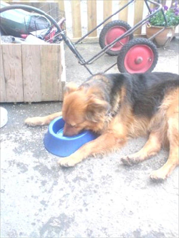 Blanding af racer Almine  billede 4