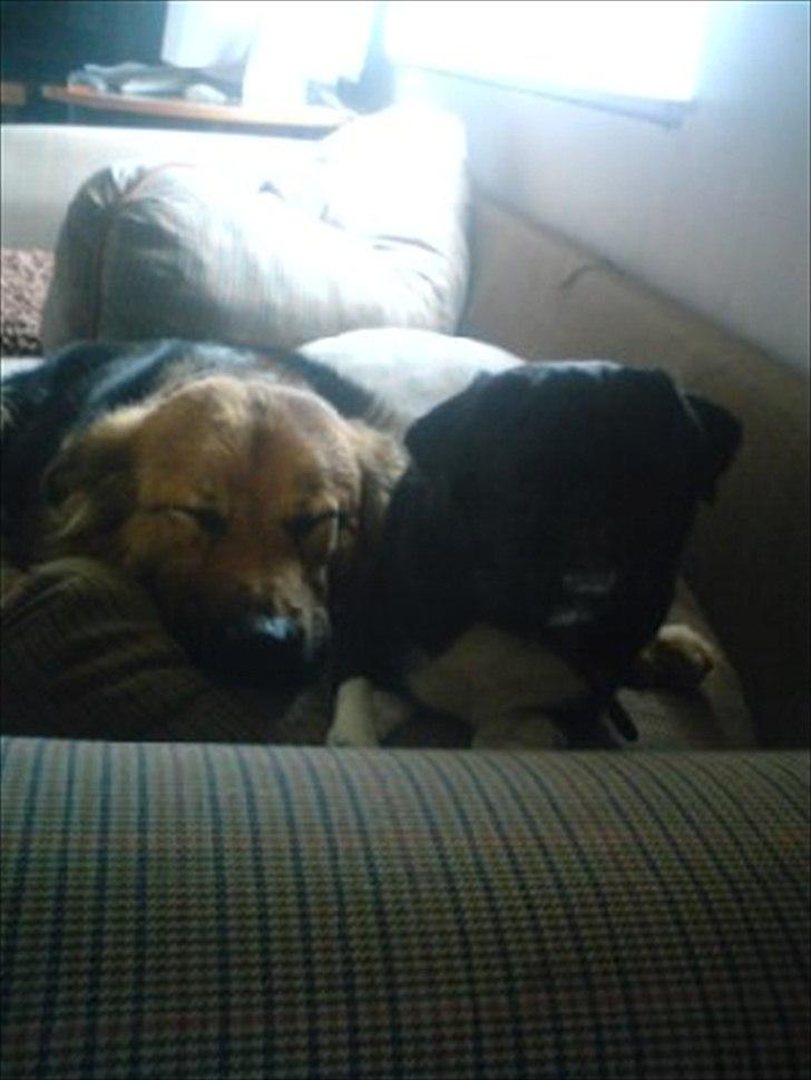 Blanding af racer Almine  billede 5