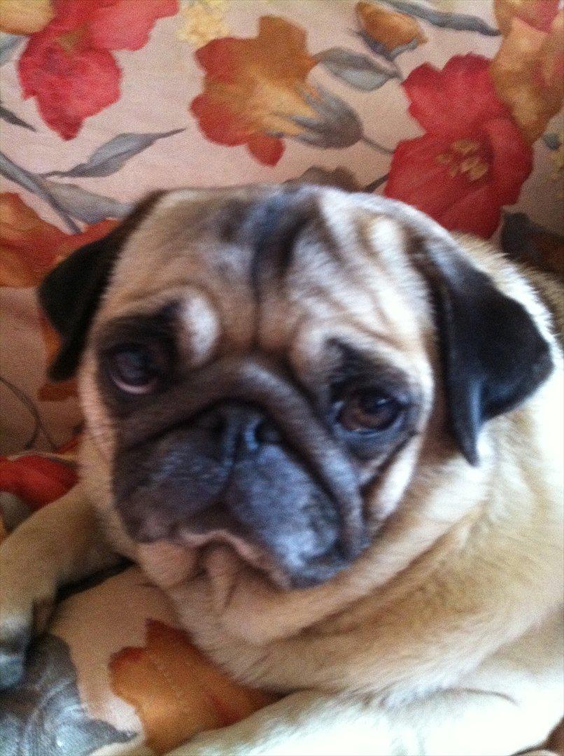 Mops sunshine billede 1