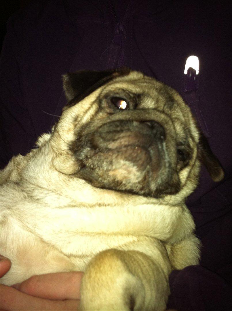 Mops sunshine billede 2