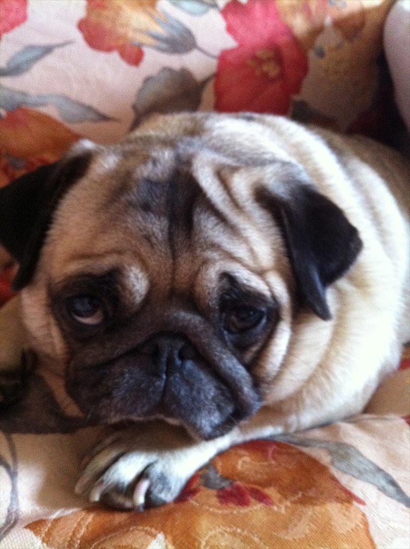 Mops sunshine billede 3