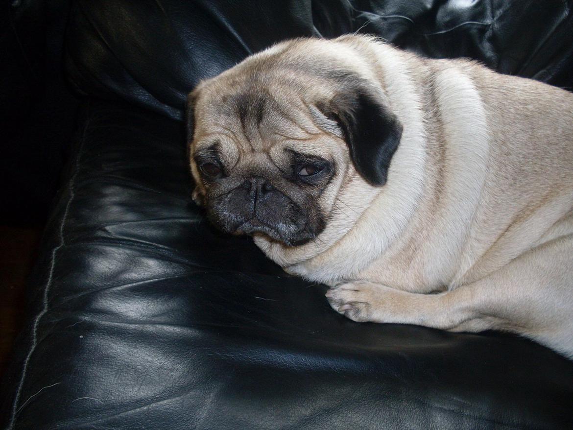 Mops sunshine billede 4