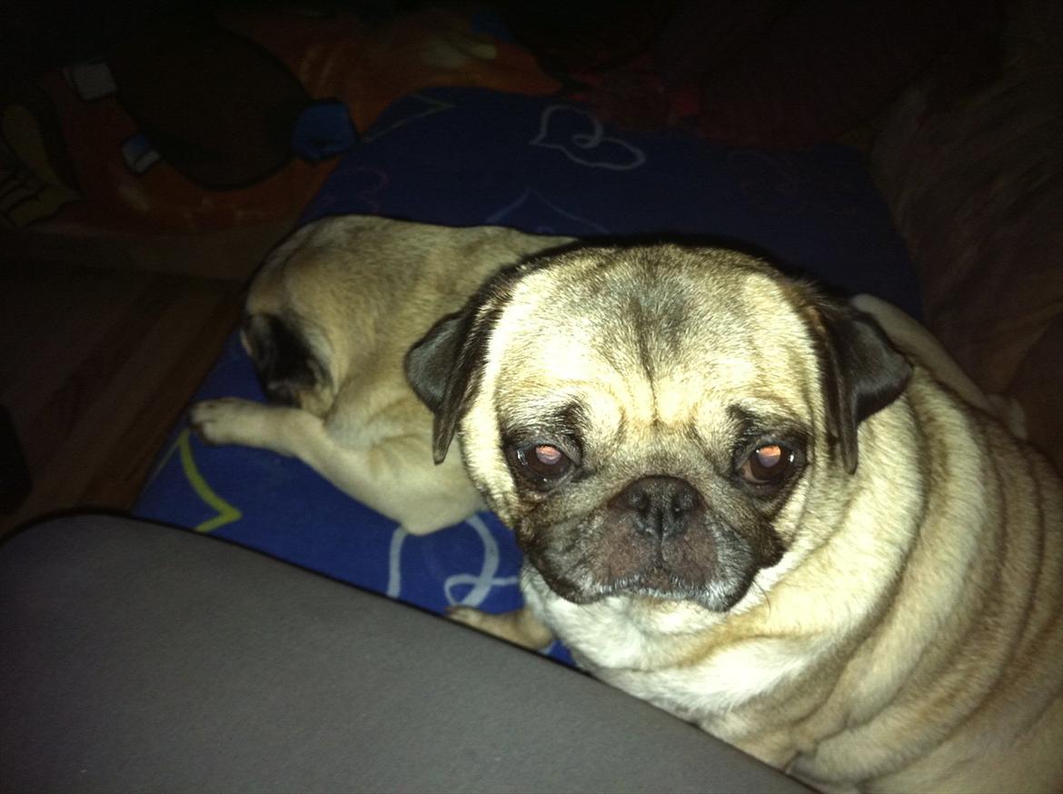 Mops sunshine billede 5