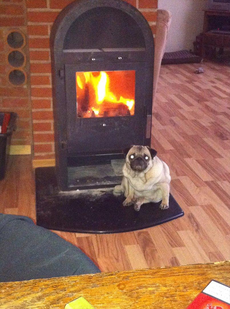 Mops sunshine billede 6