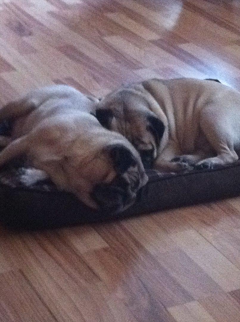 Mops sunshine billede 7