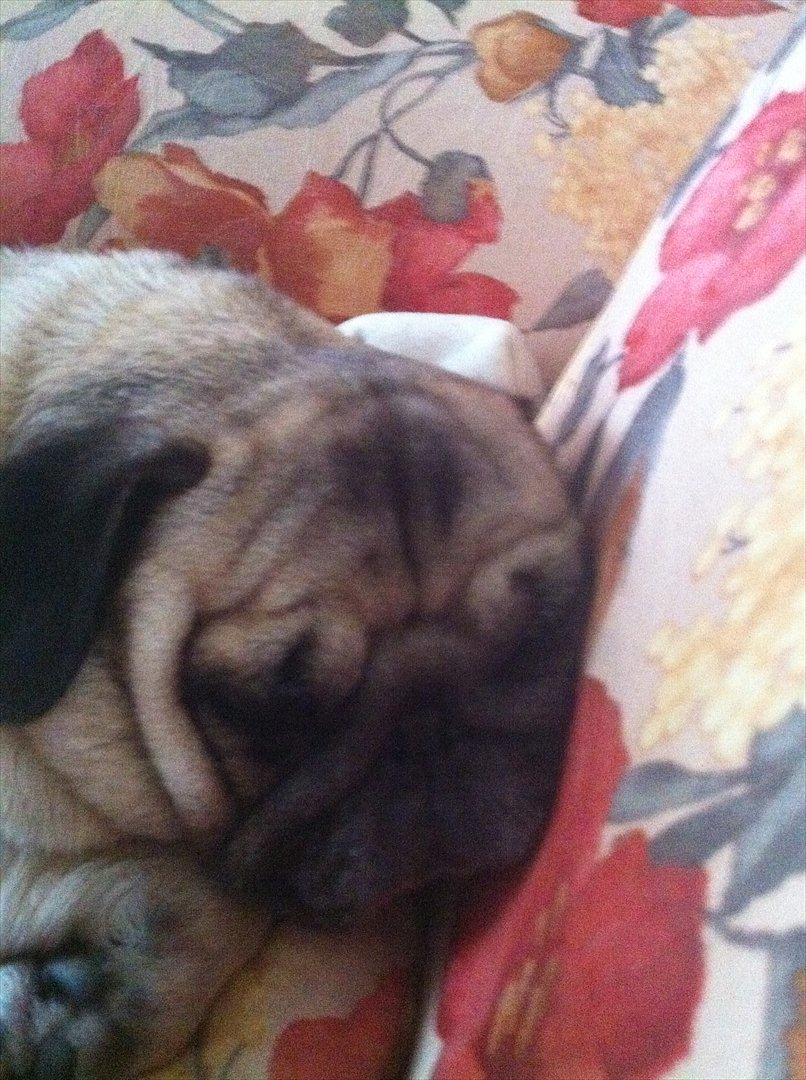 Mops sunshine billede 8