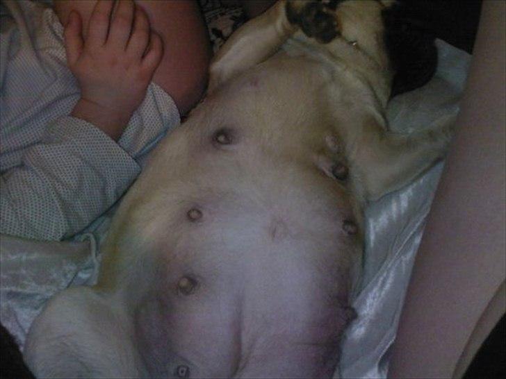 Mops sunshine billede 9