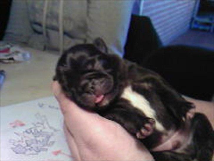 Mops sunshine billede 10