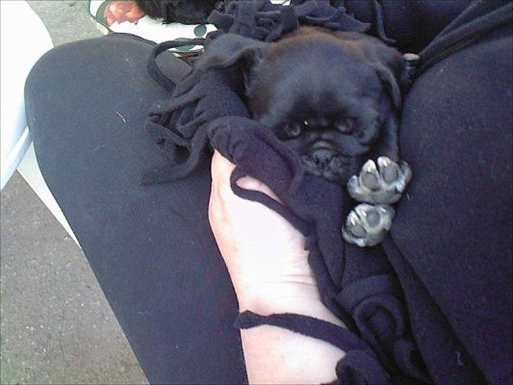 Mops sunshine billede 11