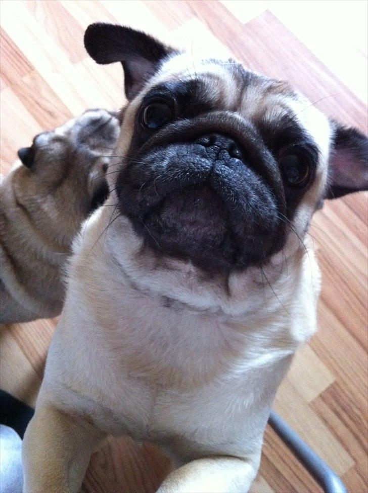 Mops Tinke billede 1