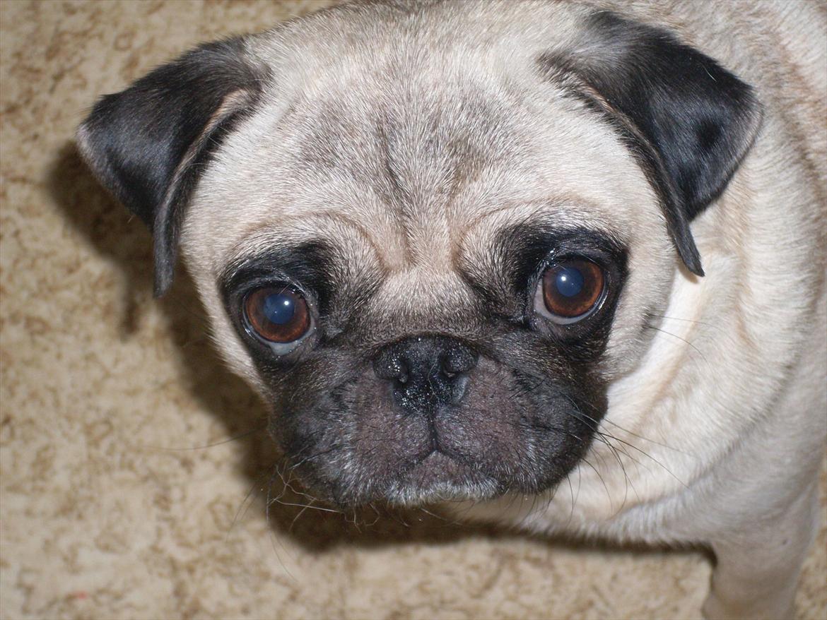 Mops Tinke billede 2