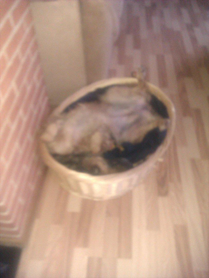 Mops Tinke billede 3