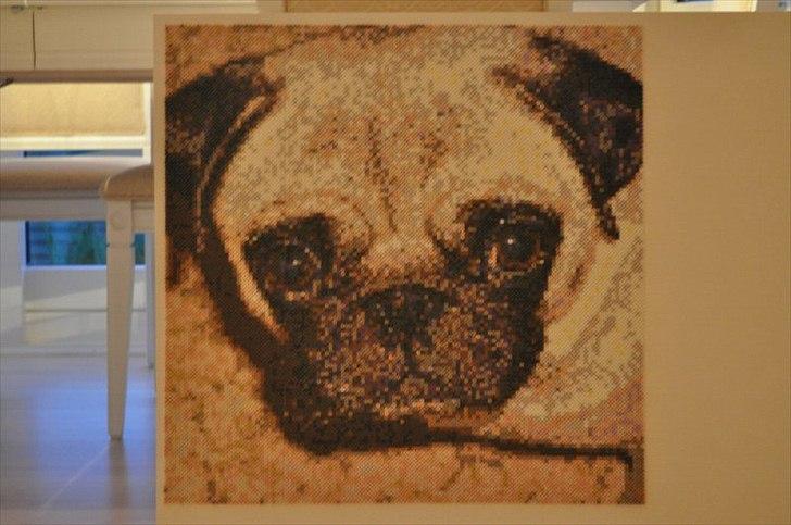 Mops Tinke billede 4