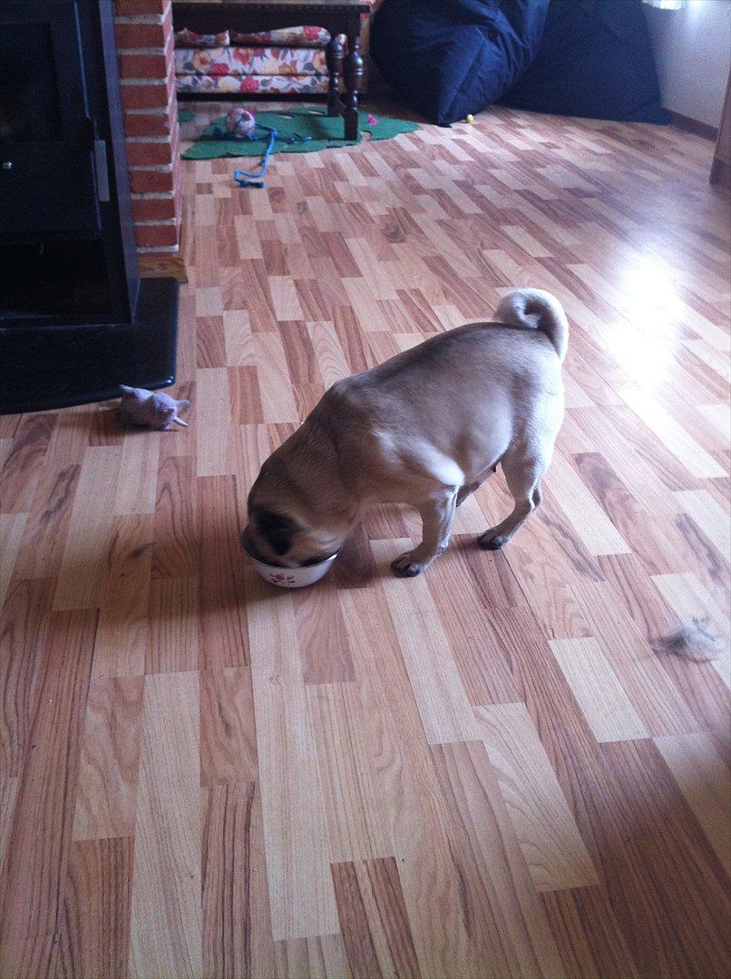 Mops Tinke billede 5