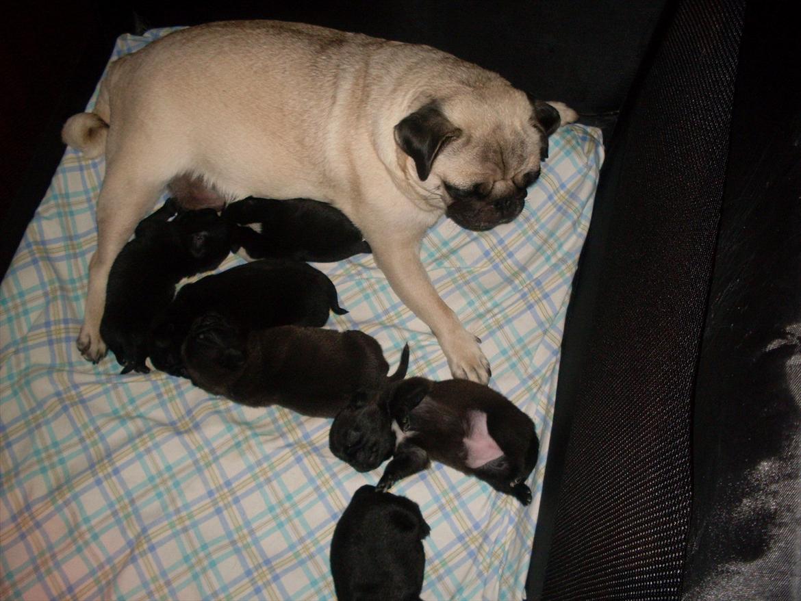 Mops Tinke billede 6