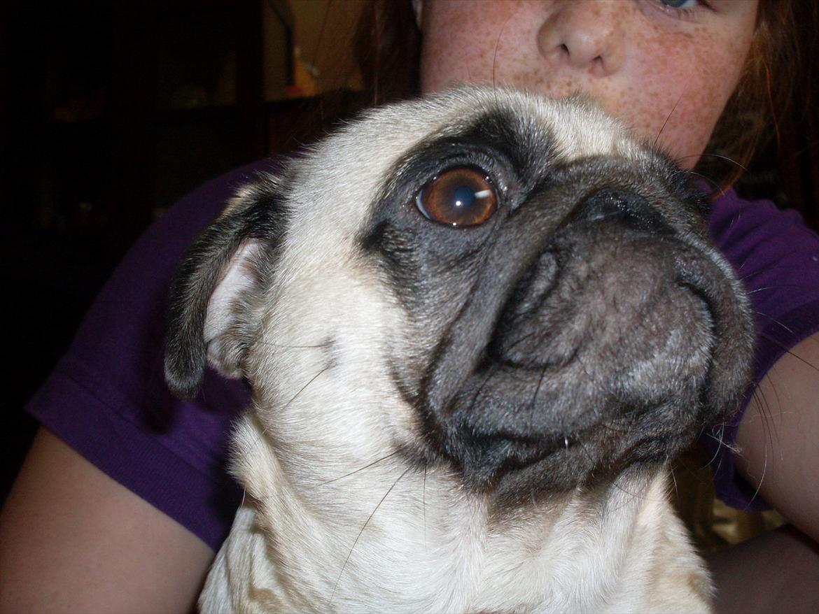 Mops Tinke billede 7