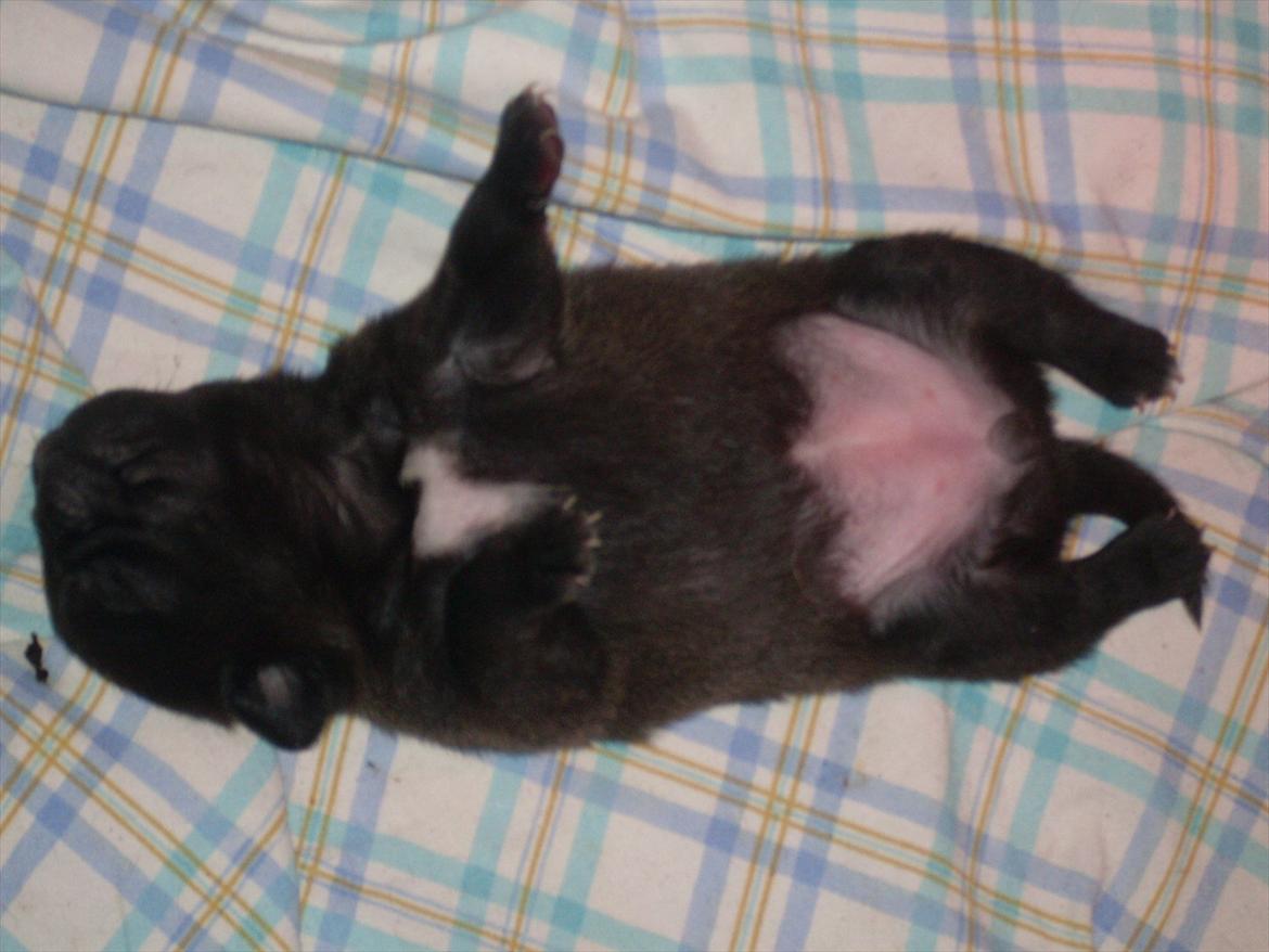 Mops Tinke billede 8