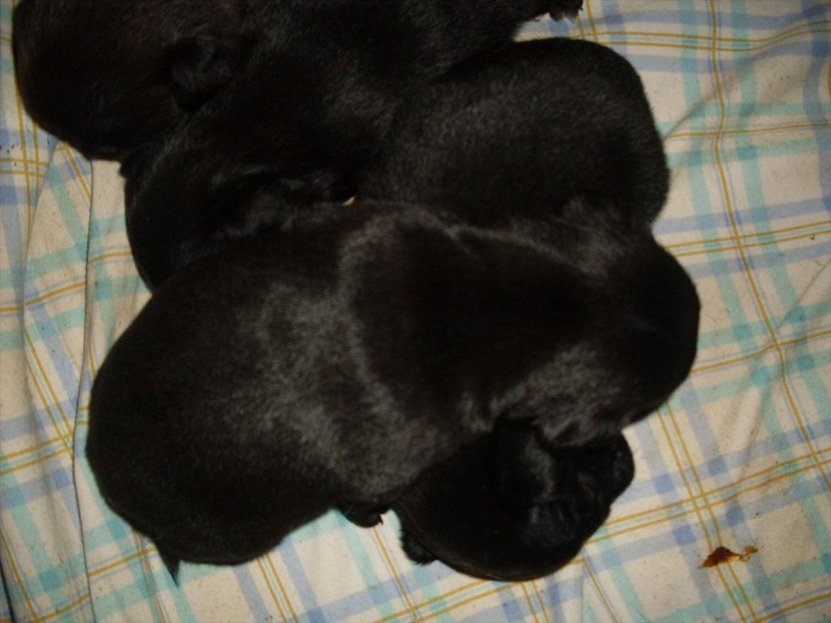 Mops Tinke billede 9