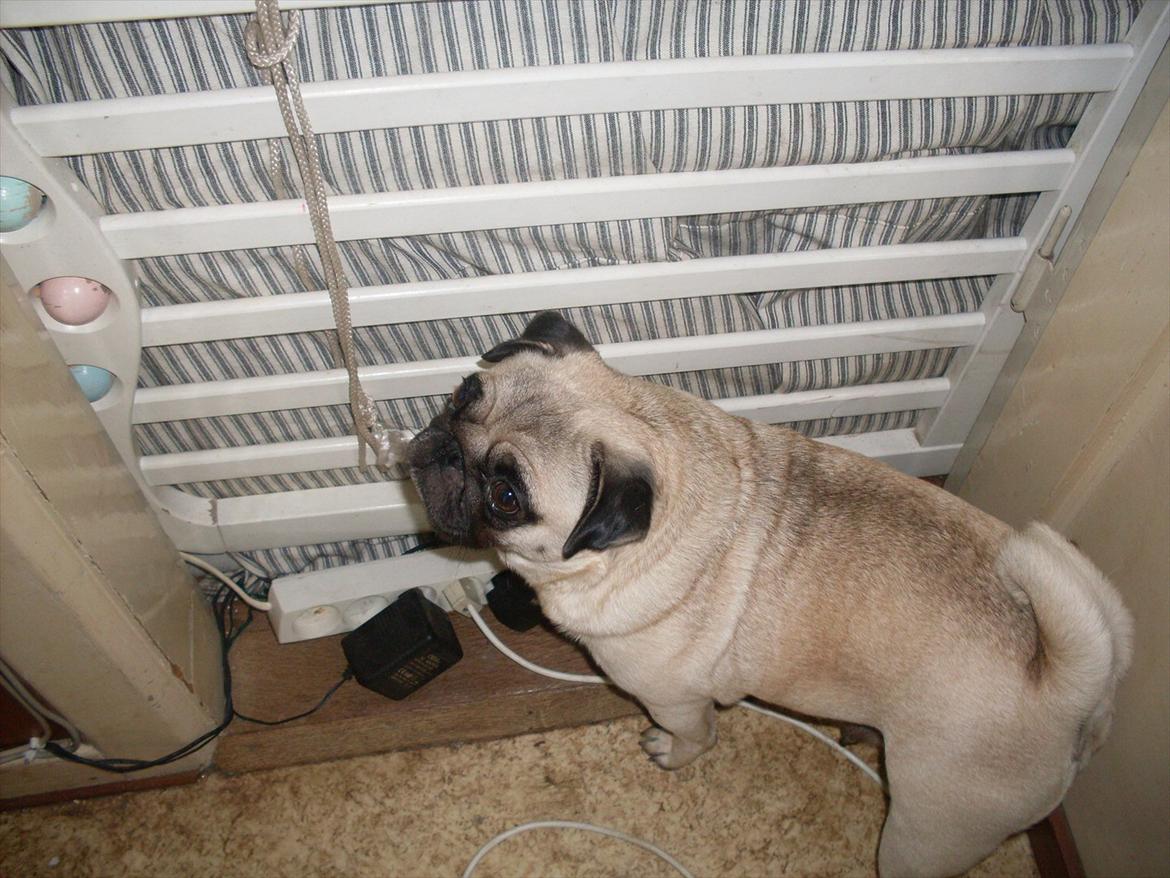 Mops Tinke billede 10