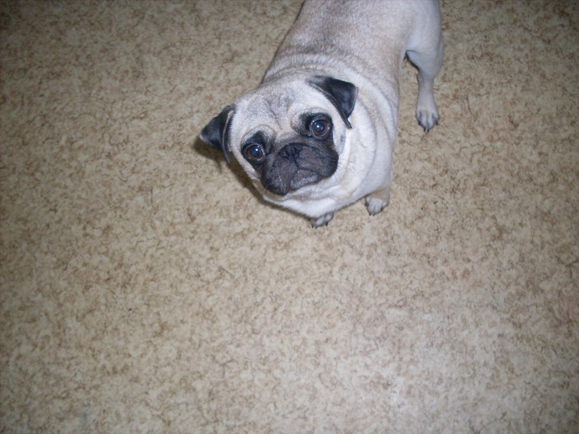 Mops Tinke billede 11