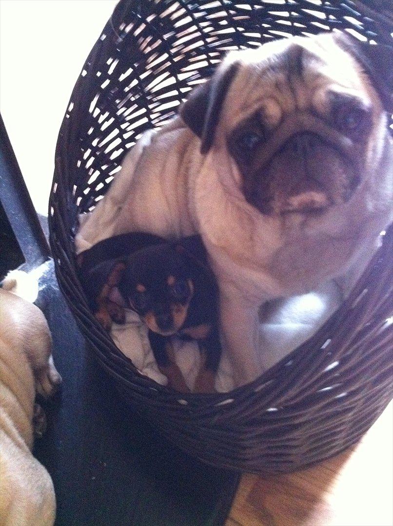 Blanding af racer Chihuahua/drævpinser (Pedro) billede 1