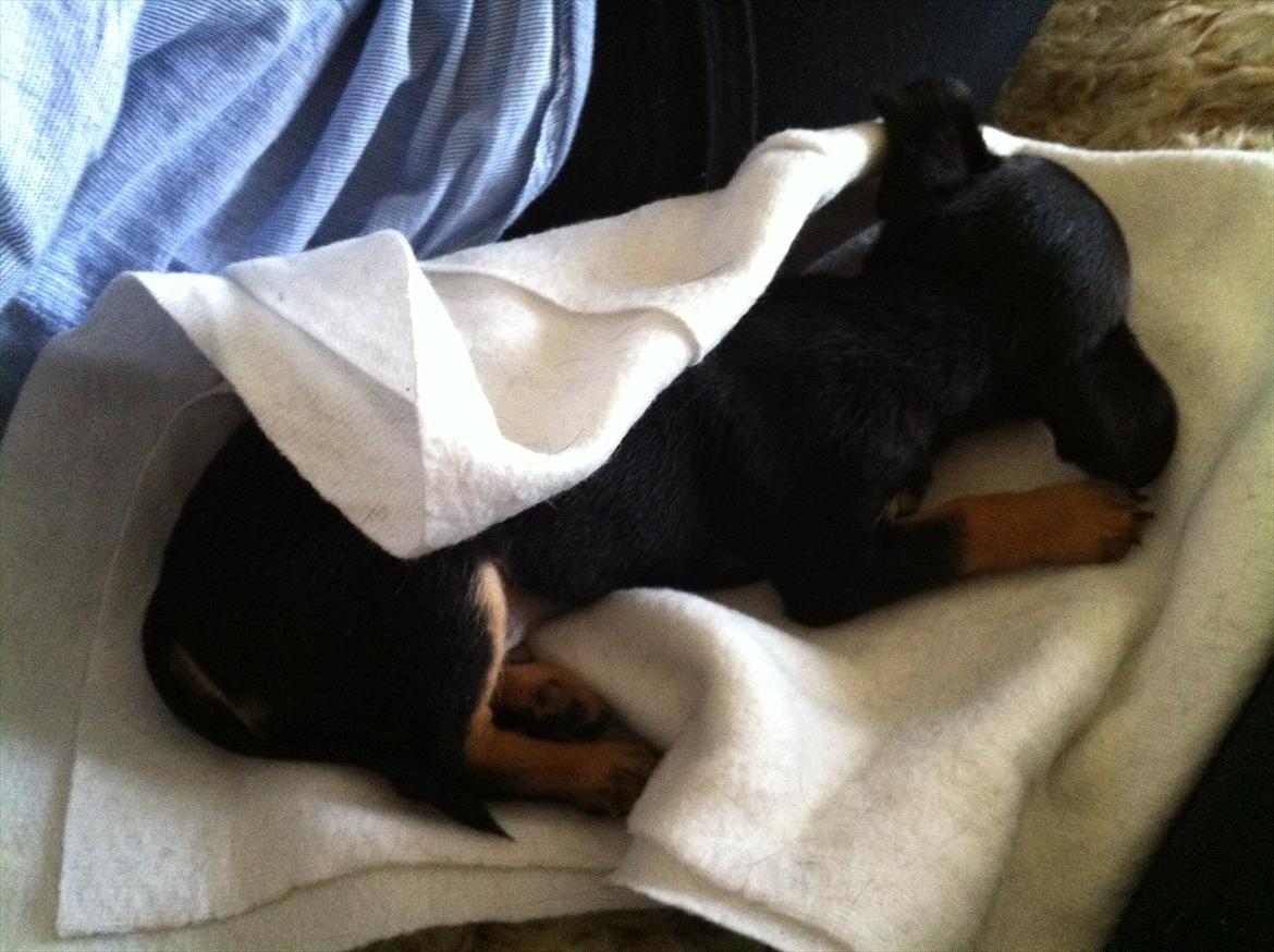 Blanding af racer Chihuahua/drævpinser (Pedro) billede 3