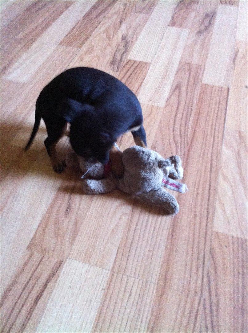 Blanding af racer Chihuahua/drævpinser (Pedro) billede 7