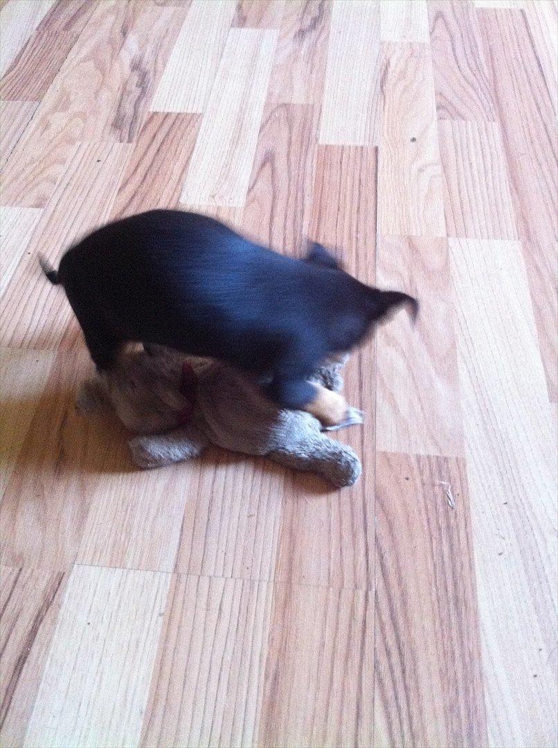 Blanding af racer Chihuahua/drævpinser (Pedro) billede 8