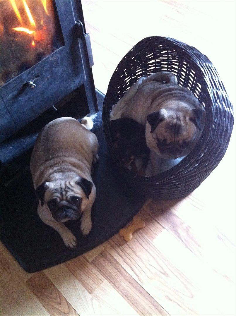 Blanding af racer Chihuahua/drævpinser (Pedro) billede 11