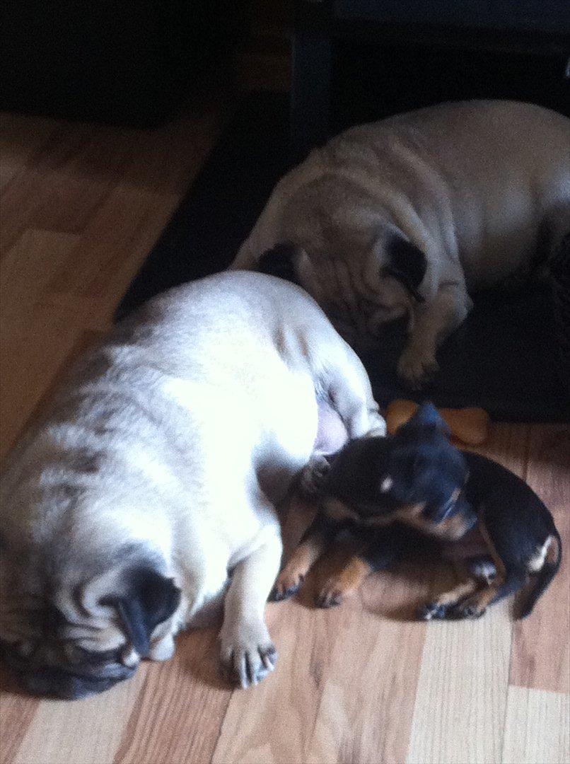 Blanding af racer Chihuahua/drævpinser (Pedro) billede 12