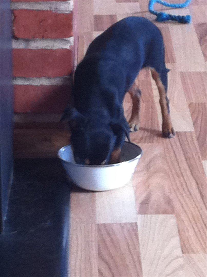 Blanding af racer Chihuahua/drævpinser (Pedro) billede 14