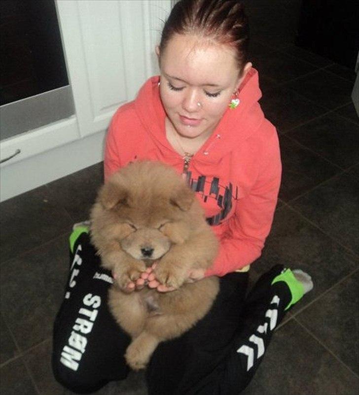 Chow chow basse billede 17