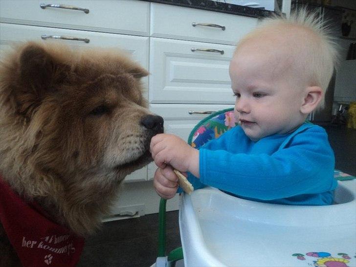 Chow chow basse billede 18