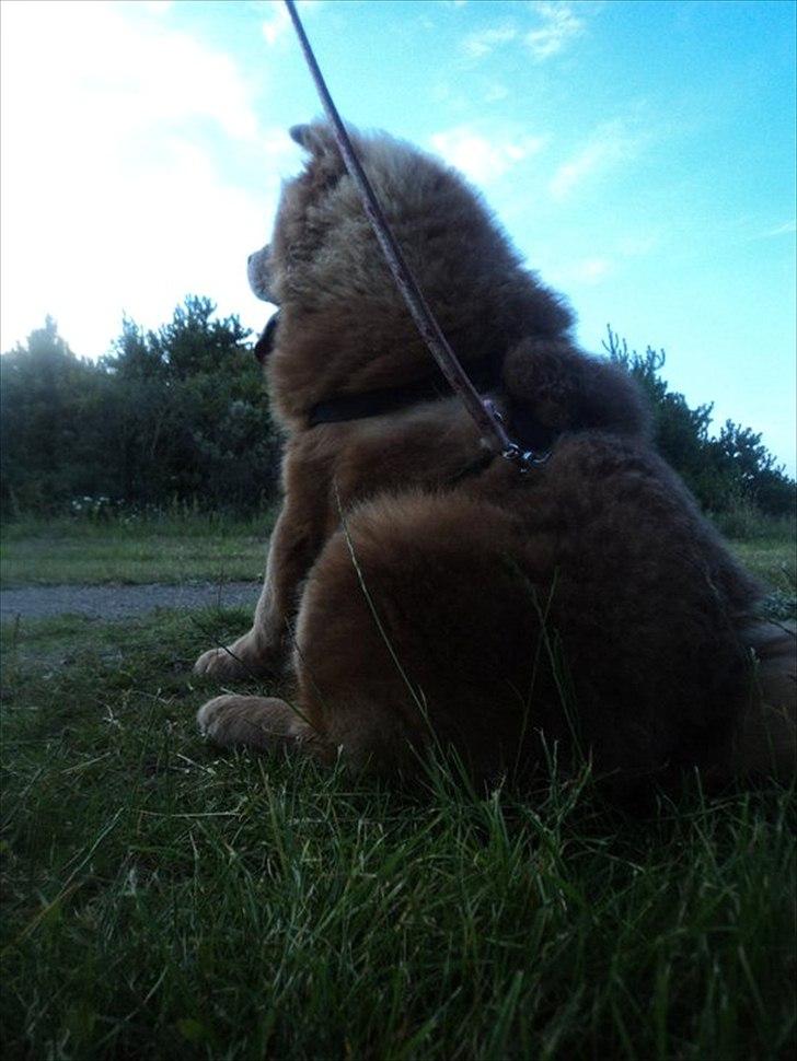 Chow chow basse billede 19