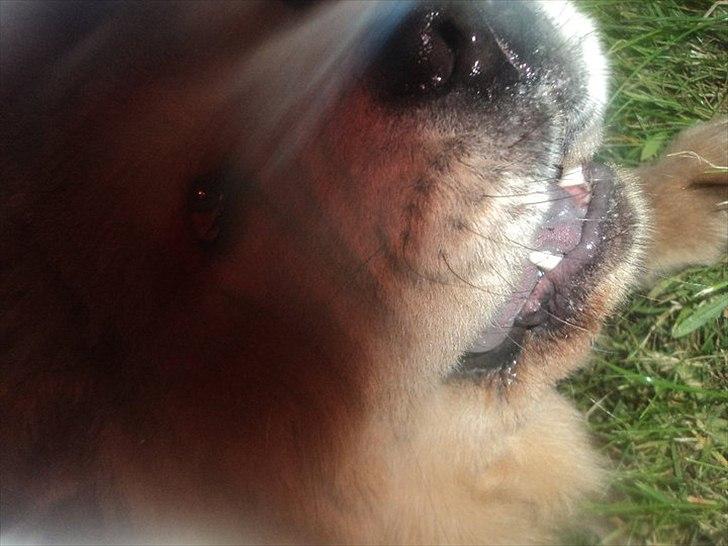 Chow chow basse billede 20