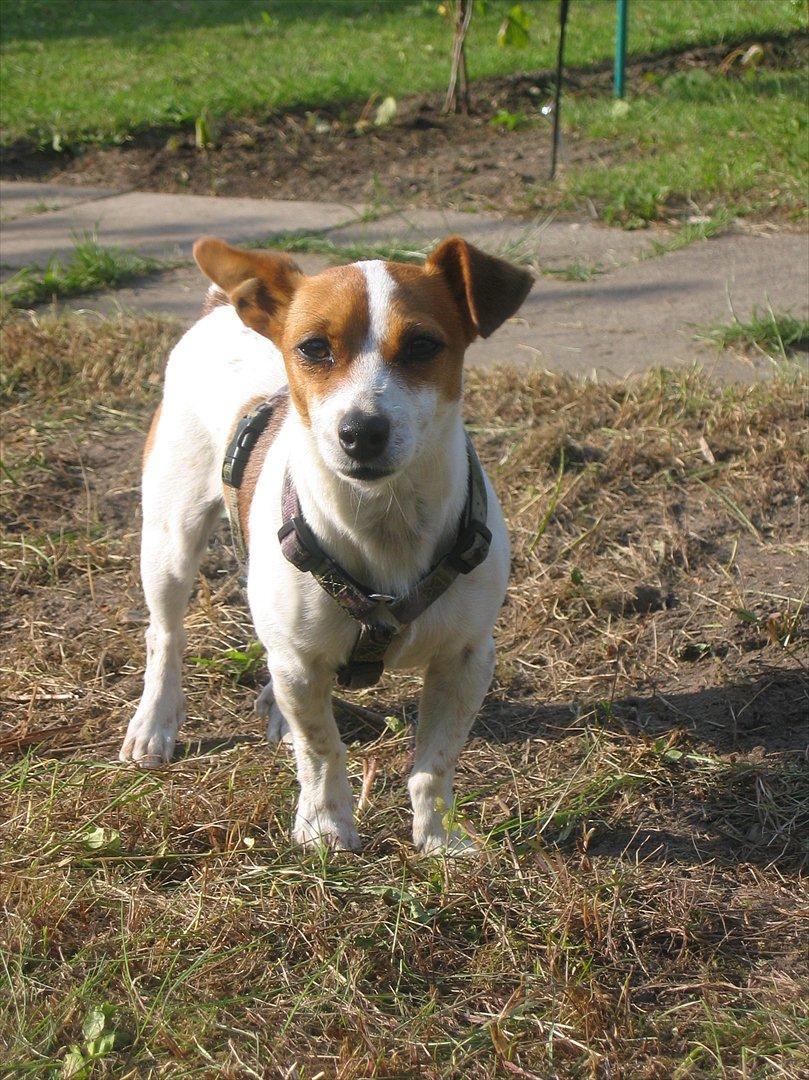 Blanding af racer Paw billede 1