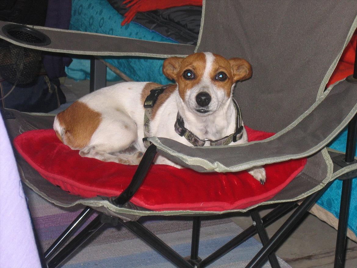 Blanding af racer Paw billede 2