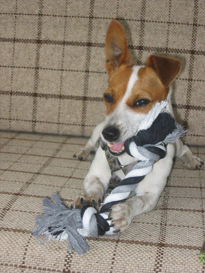 Blanding af racer Paw billede 3