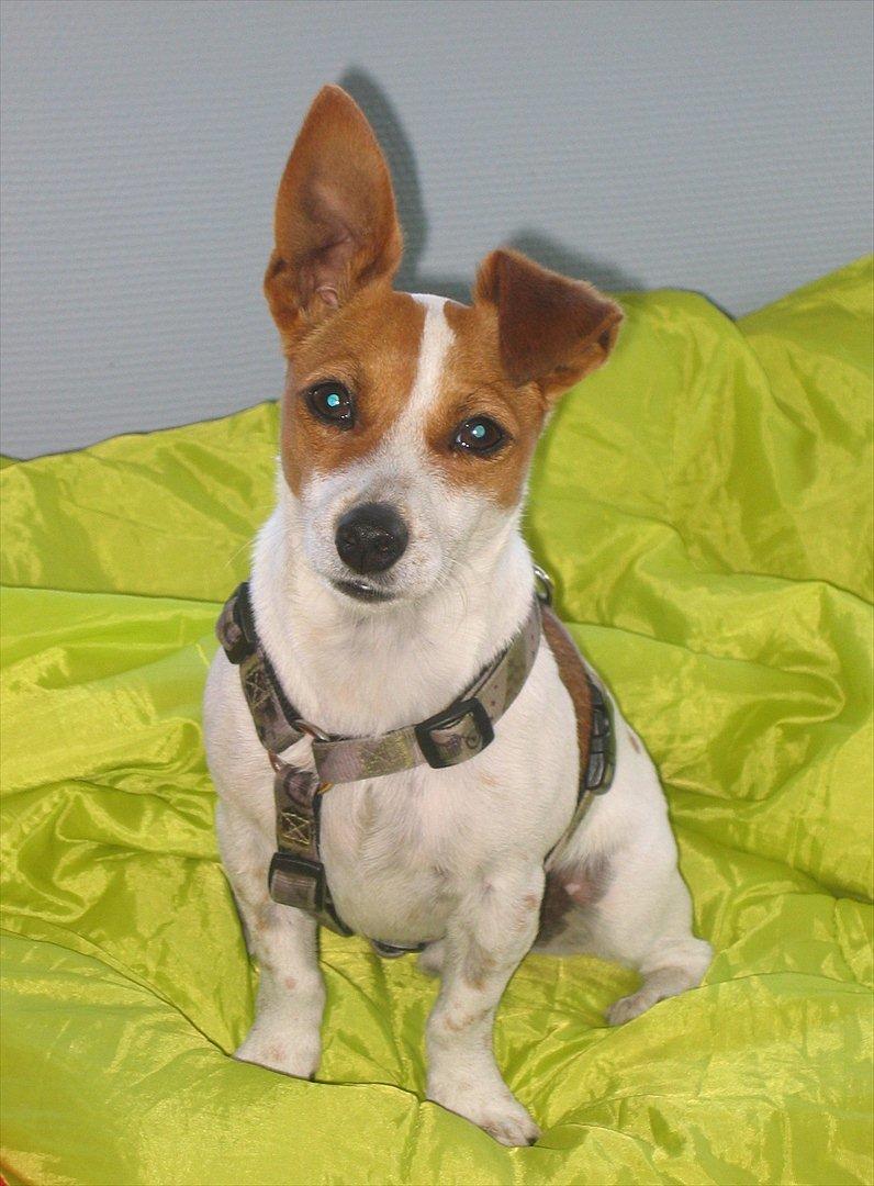 Blanding af racer Paw billede 4