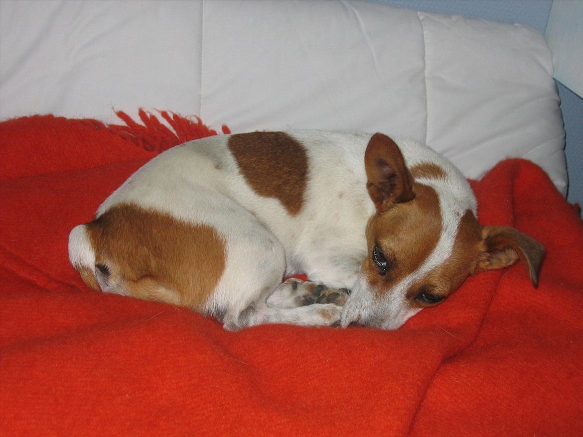 Blanding af racer Paw billede 5