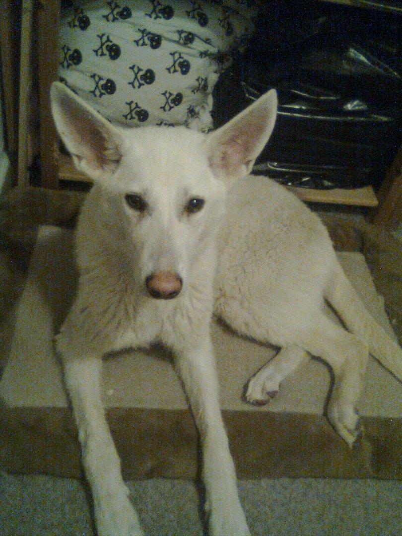 Hvid schæfer Tøsen - Føler mig lidt træt, ligger mig nok til af sove billede 1